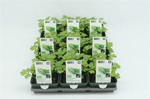 Afbeelding van Selderij. Bleekselderij